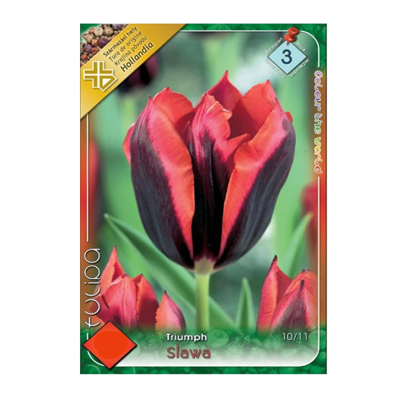 Bulbi Lalele Slava 7 buc