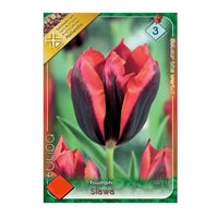 Thumbnail for Bulbi Lalele Slava 7 buc