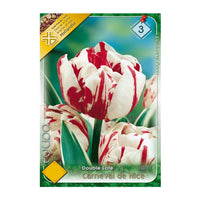 Thumbnail for Bulbi Lalele Carneval de Nice 7 buc