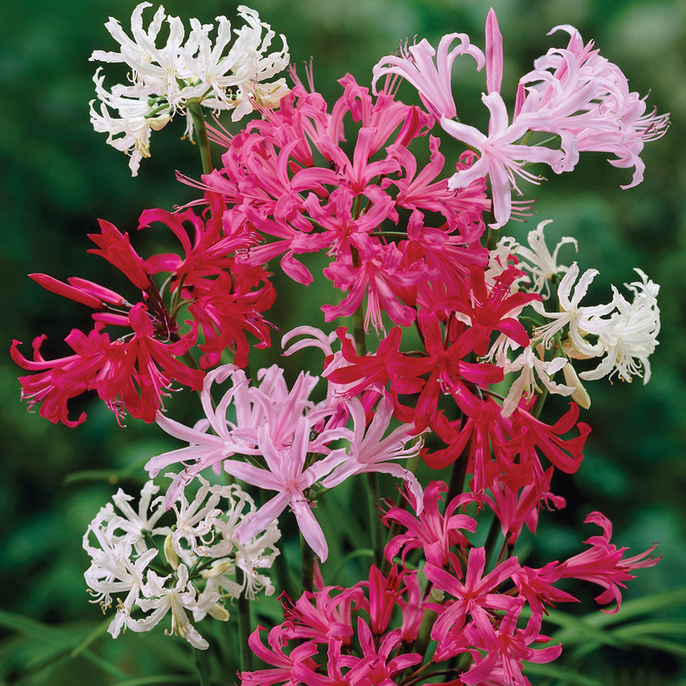 Bulbi Nerine Mix 3 buc