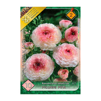 Thumbnail for Bulbi Ranunculus Picotee PinK 10 buc