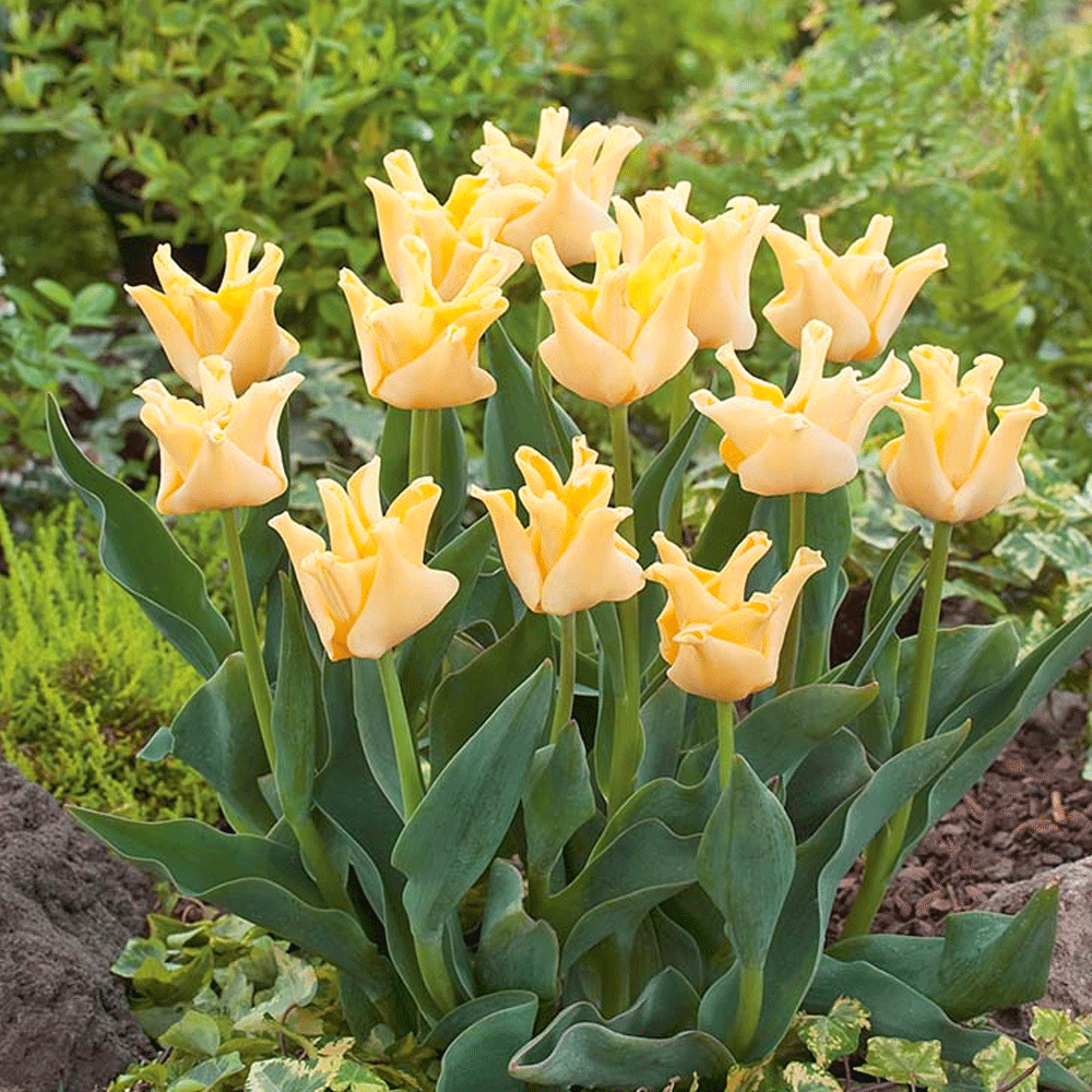 Bulbi Lalele Yellow Crown 5 buc