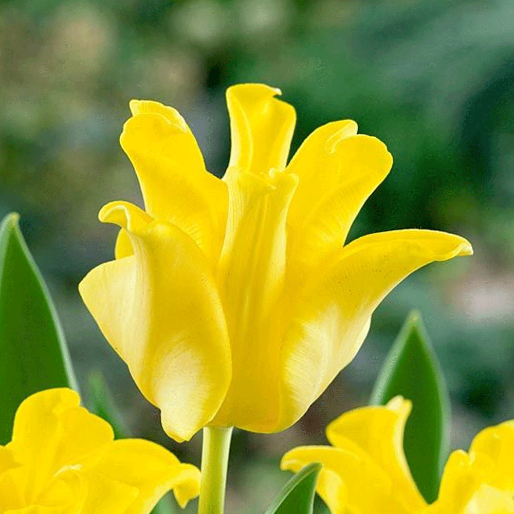 Bulbi Lalele Yellow Crown 5 buc