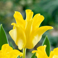 Thumbnail for Bulbi Lalele Yellow Crown 5 buc