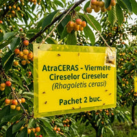 Thumbnail for Capcana feromonala si optica AtraCERAS cires - Viermele Cireselor (Rhagoletis cerasi), 2 buc
