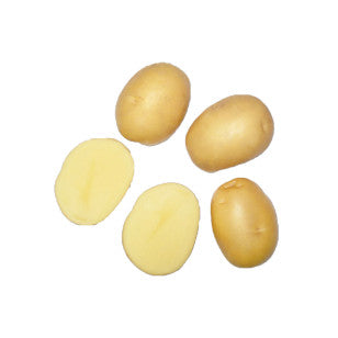 Cartofi de samanta Actrice, extratimpurii, Clasa A