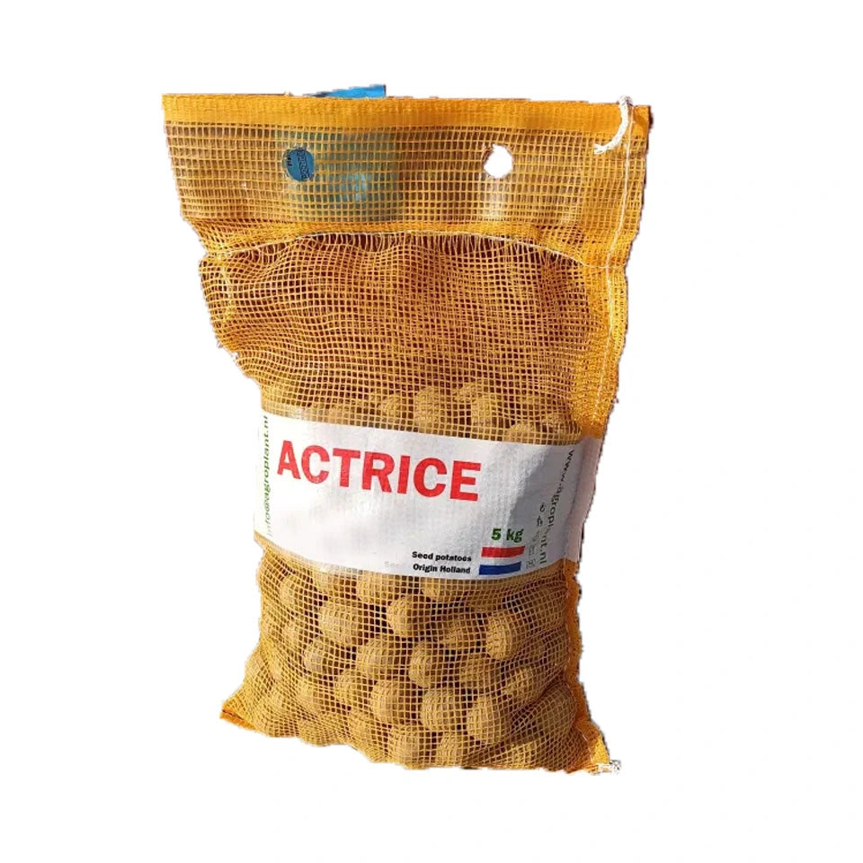 Cartofi de samanta Actrice, extratimpurii, Clasa A