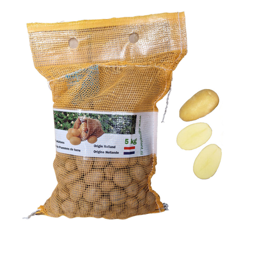 Cartofi de samanta Metro, Clasa A