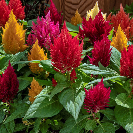 Seminte flori Creasta Cocosului (Celosia plumosa) Mix 0.5g