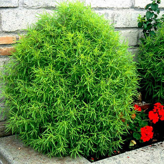 Seminte flori Cipru de gradina (Kochia scoparia) 1g