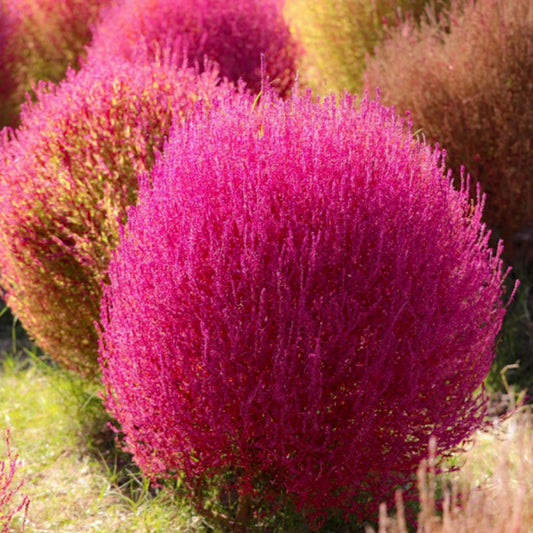 Seminte flori Cipru de gradina (Kochia scoparia) 1g