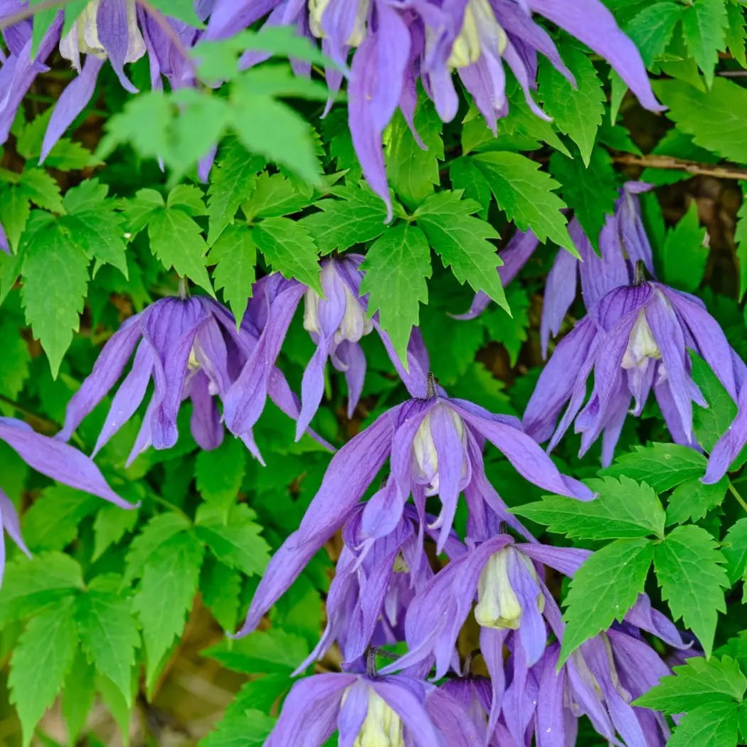 Clematis Maidwell Hall