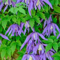 Thumbnail for Clematis Maidwell Hall