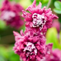Thumbnail for Clematis Purpurea Plena Elegans
