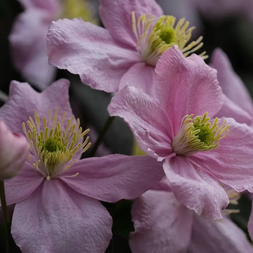Clematis Tetrarose