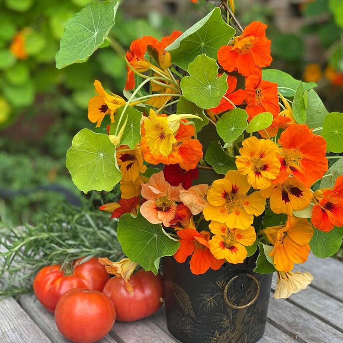 Seminte Flori Coltunasi (Tropaeolum majus) mix cu port pitic
