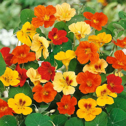 Seminte Flori Coltunasi (Tropaeolum majus) mix cu port pitic