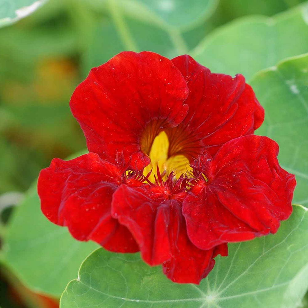 Seminte flori Condurul doamnei (Tropaeolum nanum) rosu - Alaska Scarlet 8sem