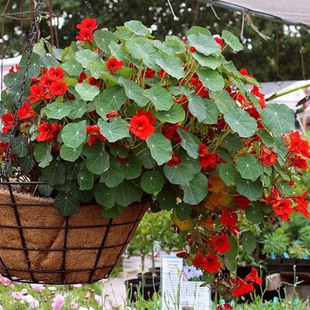 Seminte flori Condurul doamnei (Tropaeolum nanum) rosu - Alaska Scarlet 8sem