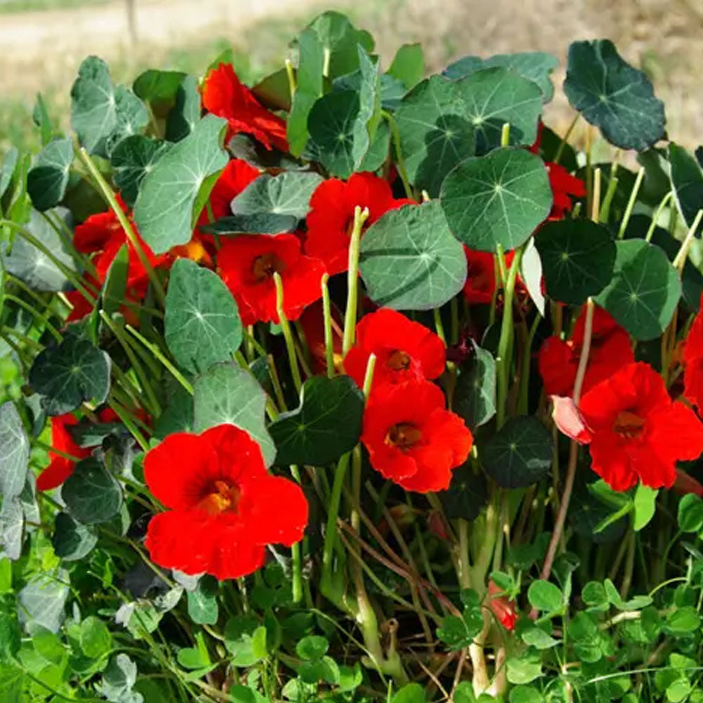 Seminte flori Condurul doamnei (Tropaeolum nanum) rosu - Alaska Scarlet 8sem