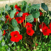 Thumbnail for Seminte flori Condurul doamnei (Tropaeolum nanum) rosu - Alaska Scarlet 8sem