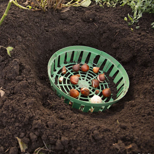 Cos pentru plantat bulbi