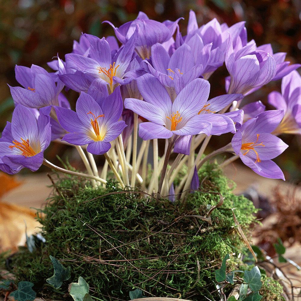 Bulbi Crocusi Speciosus 10 buc
