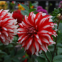 Thumbnail for Bulbi Dalii Santa Claus 1 buc