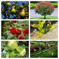 Thumbnail for Mastic pomi Fagel (120ml, 500ml, 1L)