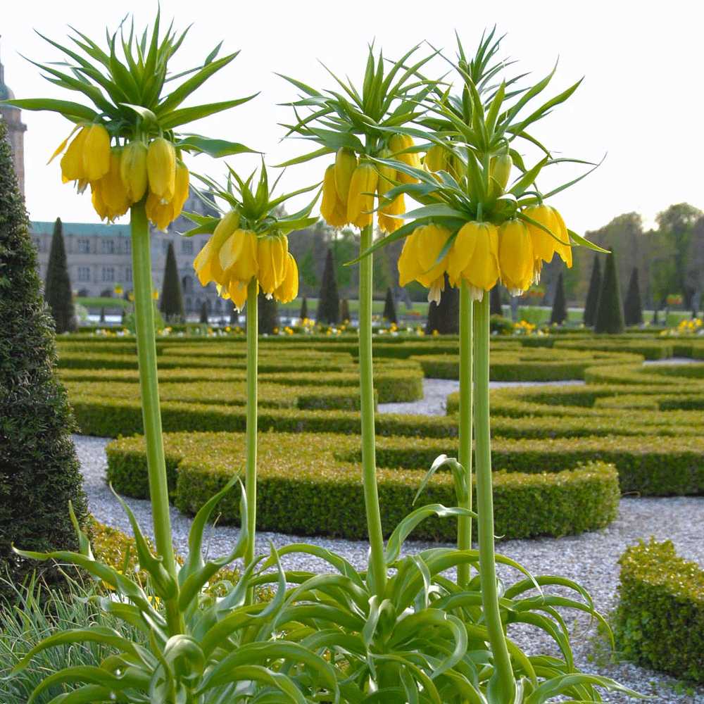 Bulbi Fritillaria imperialis Maxima Lutea 1 buc