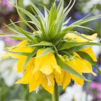 Thumbnail for Bulbi Fritillaria imperialis Maxima Lutea 1 buc