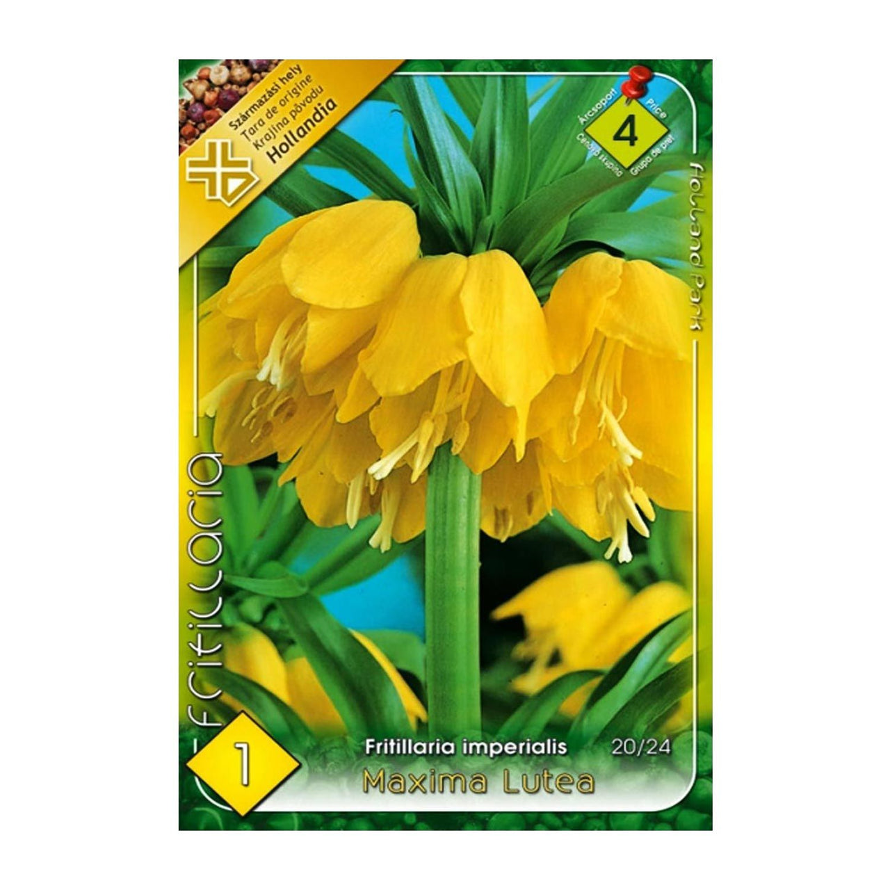 Bulbi Fritillaria imperialis Maxima Lutea 1 buc