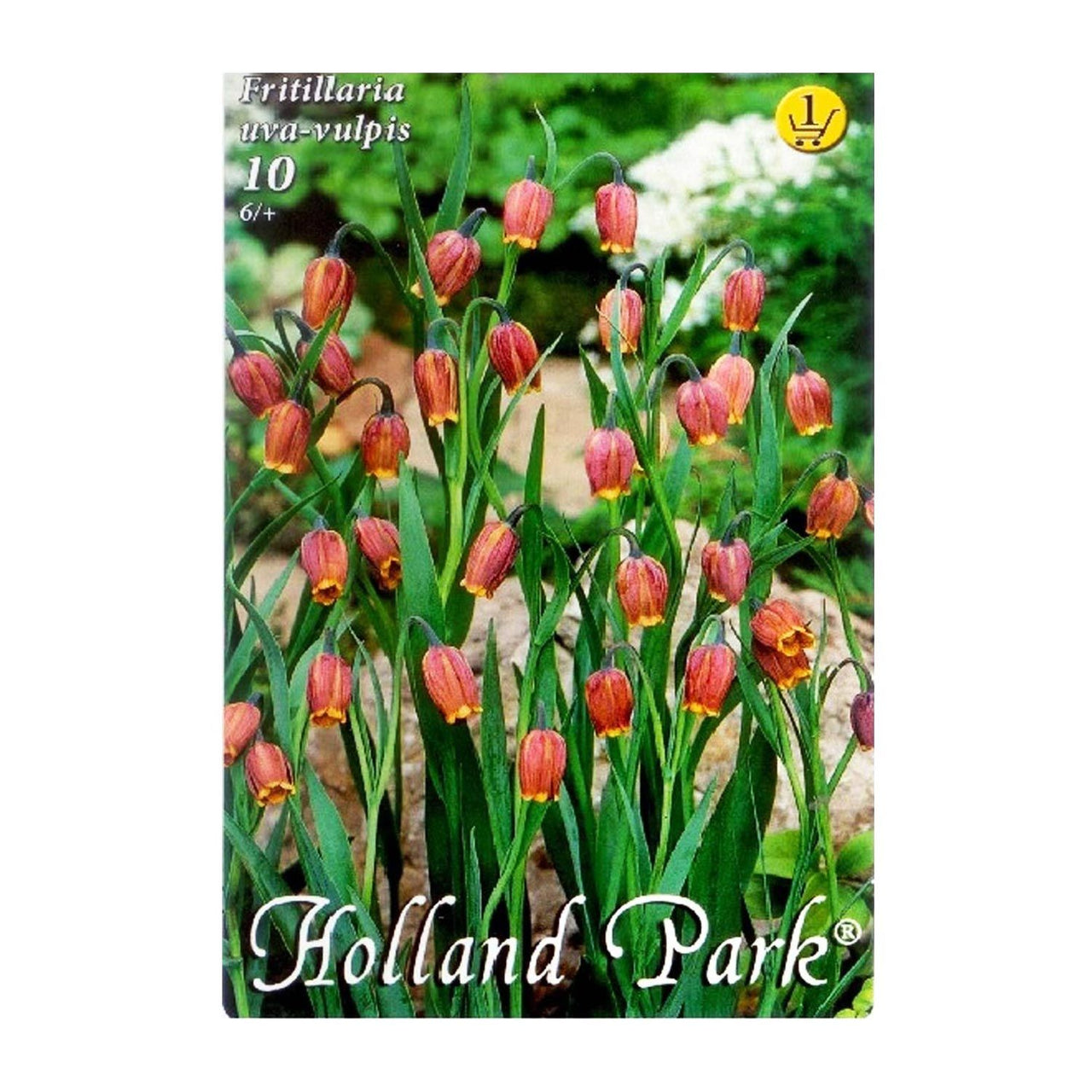 Bulbi Fritillaria uva-vulpis 10 buc