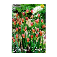 Thumbnail for Bulbi Fritillaria uva-vulpis 10 buc