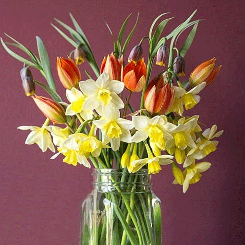 Bulbi Fritillaria uva-vulpis 10 buc