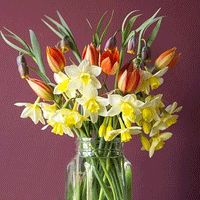 Thumbnail for Bulbi Fritillaria uva-vulpis 10 buc