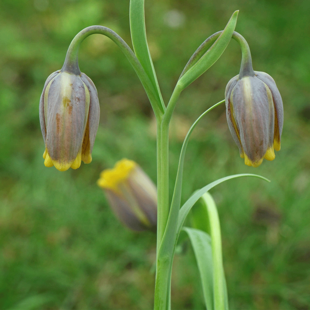 Bulbi Fritillaria uva-vulpis 10 buc