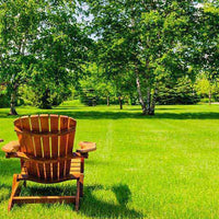 Thumbnail for Seminte de gazon rezistent la seceta Curcubeu, 1 kg