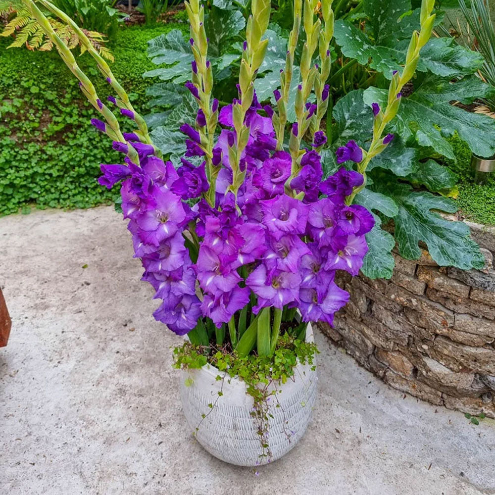 Bulbi Gladiole Purple pentru ghiveci 10 buc