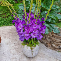 Thumbnail for Bulbi Gladiole Purple pentru ghiveci 10 buc