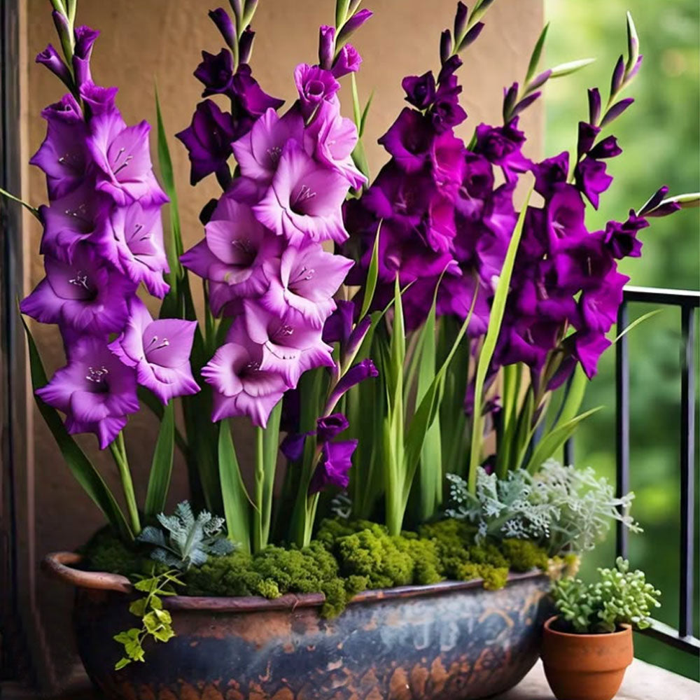 Bulbi Gladiole Purple pentru ghiveci 10 buc