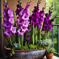 Thumbnail for Bulbi Gladiole Purple pentru ghiveci 10 buc