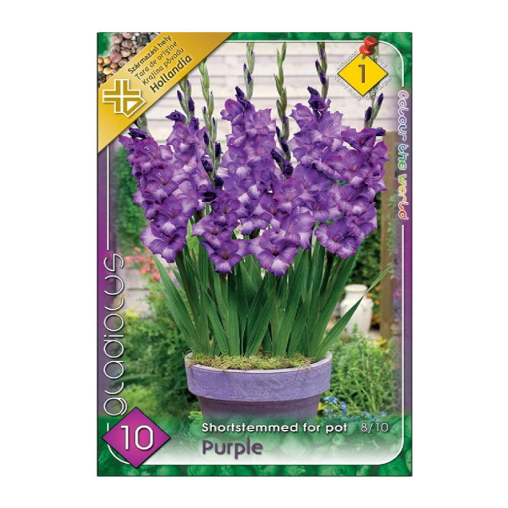 Bulbi Gladiole Purple pentru ghiveci 10 buc