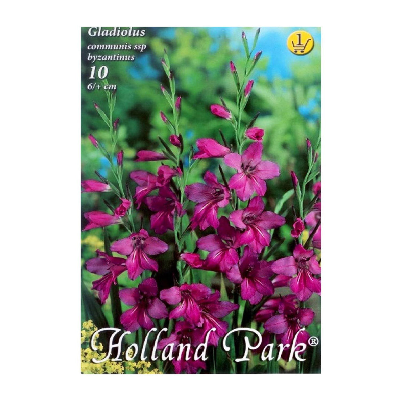 Bulbi Gladiolus comm.ssp. Byzantinus 10 buc