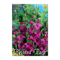 Thumbnail for Bulbi Gladiolus comm.ssp. Byzantinus 10 buc