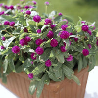 Thumbnail for Seminte flori Gomfrena (Gomphrena globosa) mov 0.15g