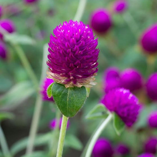 Seminte flori Gomfrena (Gomphrena globosa) mov 0.25g