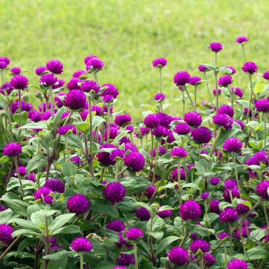 Seminte flori Gomfrena (Gomphrena globosa) mov 0.25g