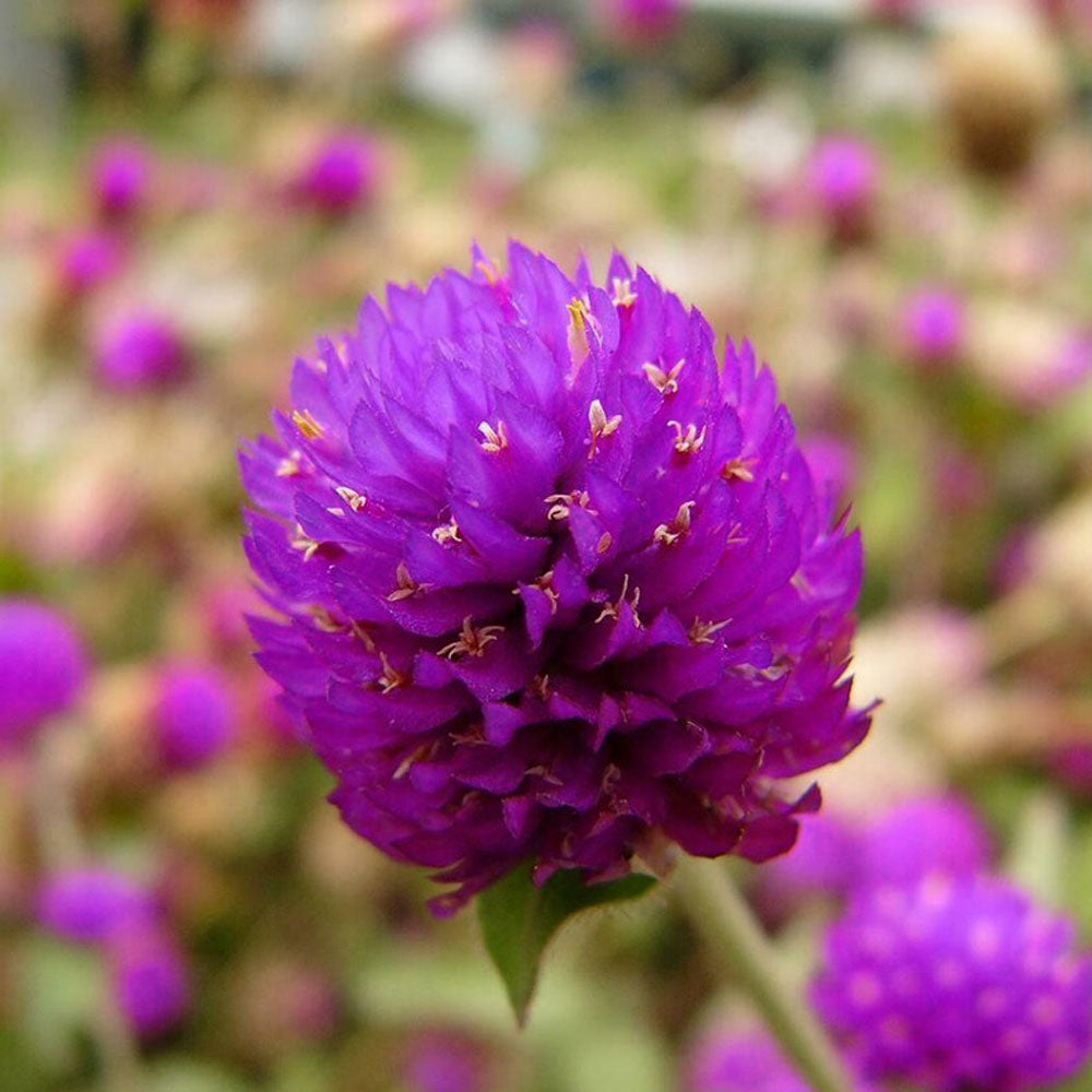 Seminte flori Gomfrena (Gomphrena globosa) mov 0.15g
