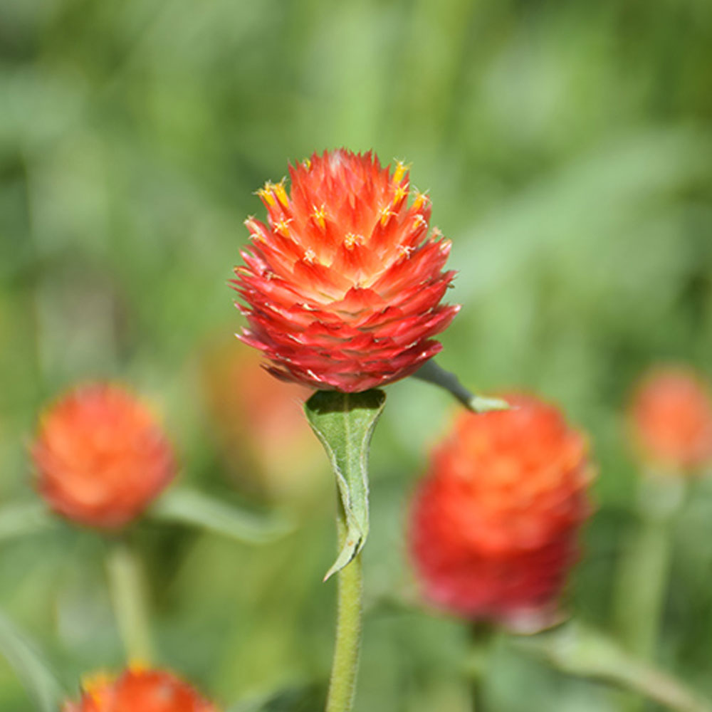 Seminte flori Gomfrena (Gomphrena globosa) portocalie 0.15g